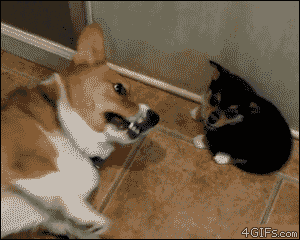 2.gif