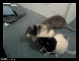 talkplay_dltmf0623_20090820113821_0.gif
