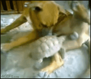 bfcf2_thief32.gif