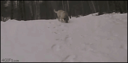 1.gif